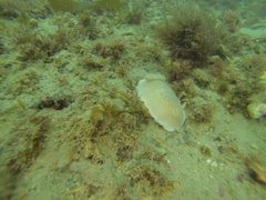 Diaulula punctuolata