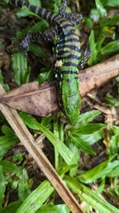 Salvator merianae