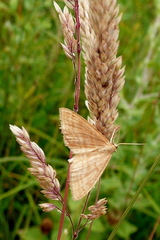 Idaea ochrata