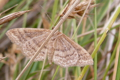 Idaea ochrata