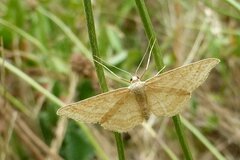 Idaea ochrata