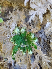 Selaginella pallescens