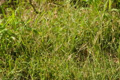 Bothriochloa pertusa