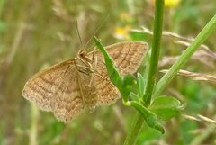 Idaea ochrata