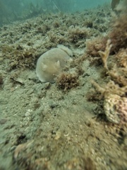 Diaulula punctuolata