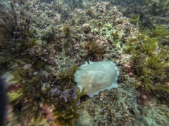 Diaulula punctuolata