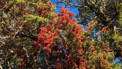 Peraxilla tetrapetala