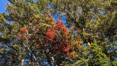 Peraxilla tetrapetala