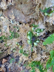 Selaginella pallescens