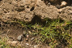Paspalum vaginatum