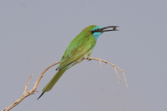 Merops cyanophrys
