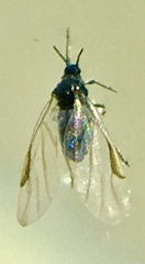 Tetraneura