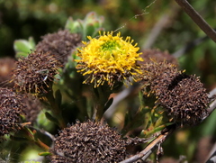 Leucadendron levisanus
