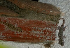 Tarentola mauritanica