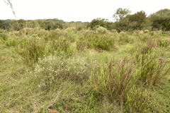 Baccharis articulata