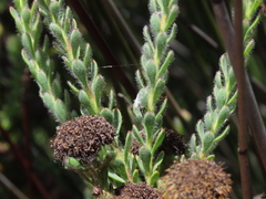 Leucadendron levisanus
