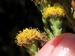 Leucadendron levisanus