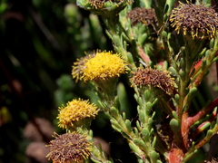 Leucadendron levisanus