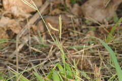 Paspalum fimbriatum