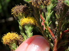 Leucadendron levisanus