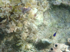 Stegastes leucostictus