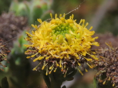 Leucadendron levisanus