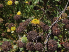 Leucadendron levisanus