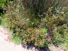 Leucadendron levisanus