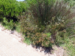 Leucadendron levisanus