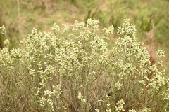 Baccharis articulata