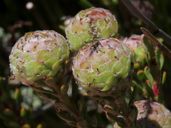 Leucadendron levisanus