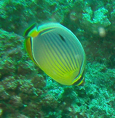 Chaetodon trifasciatus