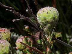 Leucadendron levisanus