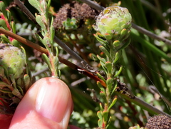 Leucadendron levisanus