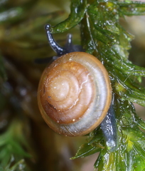Euconulus