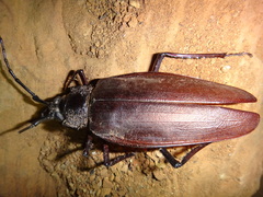 Ctenoscelis coeus