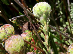 Leucadendron levisanus