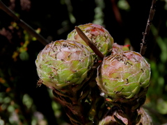 Leucadendron levisanus