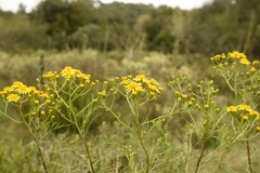 Senecio brasiliensis