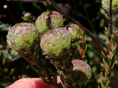 Leucadendron levisanus