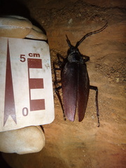 Ctenoscelis coeus