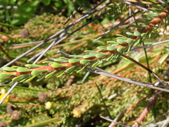 Leucadendron levisanus