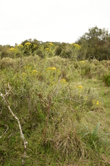 Senecio brasiliensis