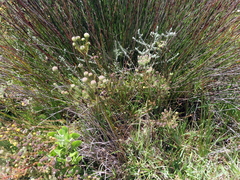 Leucadendron levisanus
