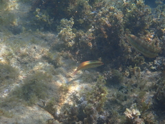 Halichoeres maculipinna