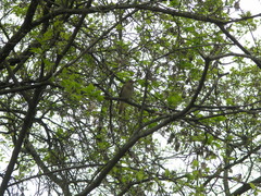 Luscinia luscinia