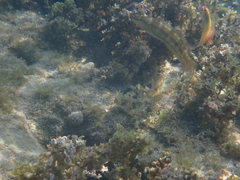 Halichoeres maculipinna