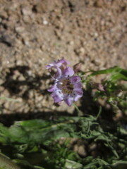 Saltugilia latimeri