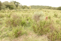 Baccharis articulata