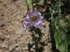 Saltugilia latimeri